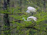 Breeding Egrets 46091